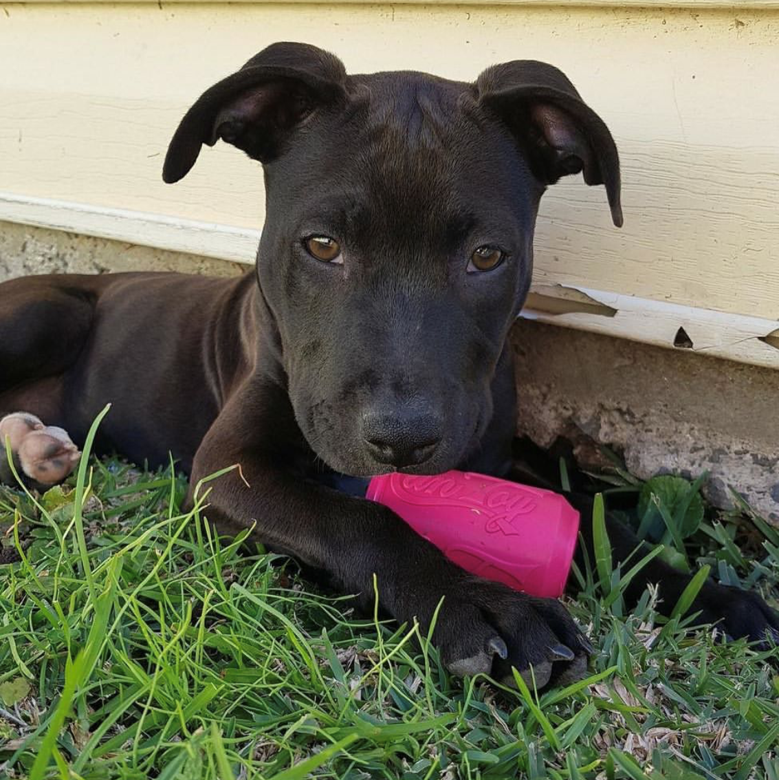 Red Nose Blue Nose Pitbull Mix metta.pt