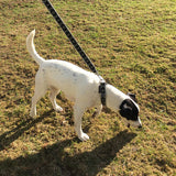 Collier Puppy