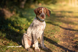 Collier Puppy
