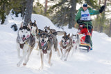 Harnais Siberian Race