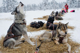 Harnais Siberian Race