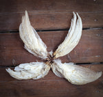Plume de poule