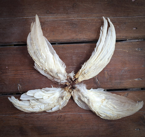 Plume de poule