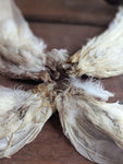 Plume de poule